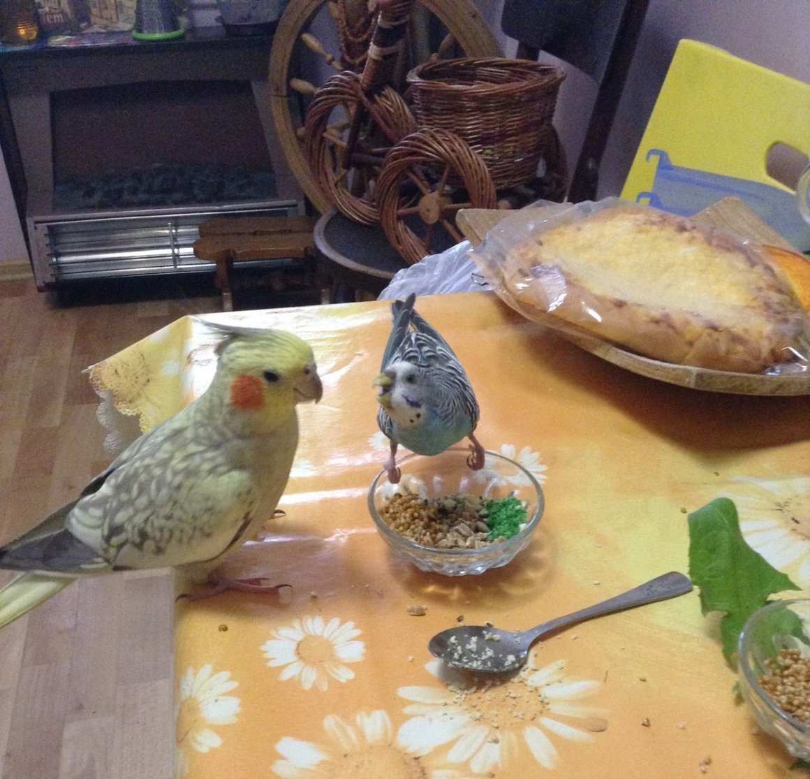 Корелла Ювенальная линька