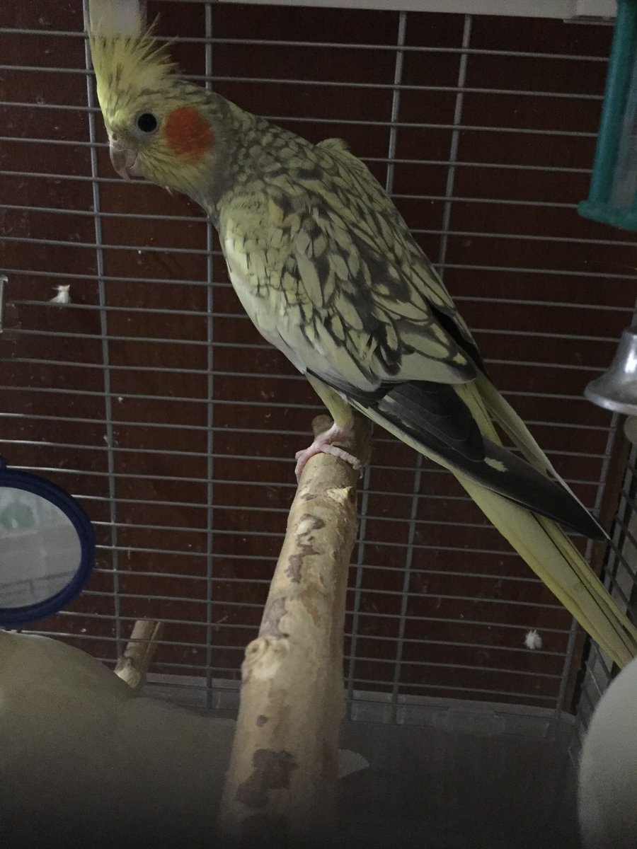 Линька у попугая неразлучника