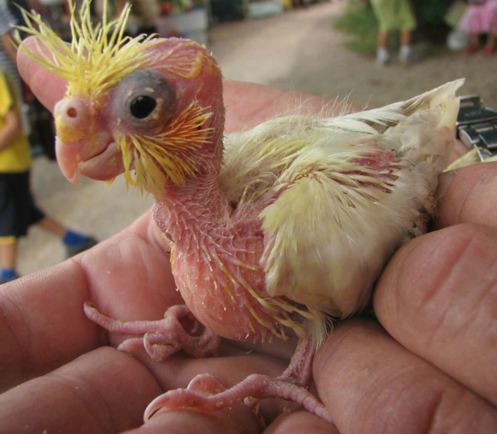 Мертвый папугай Корела