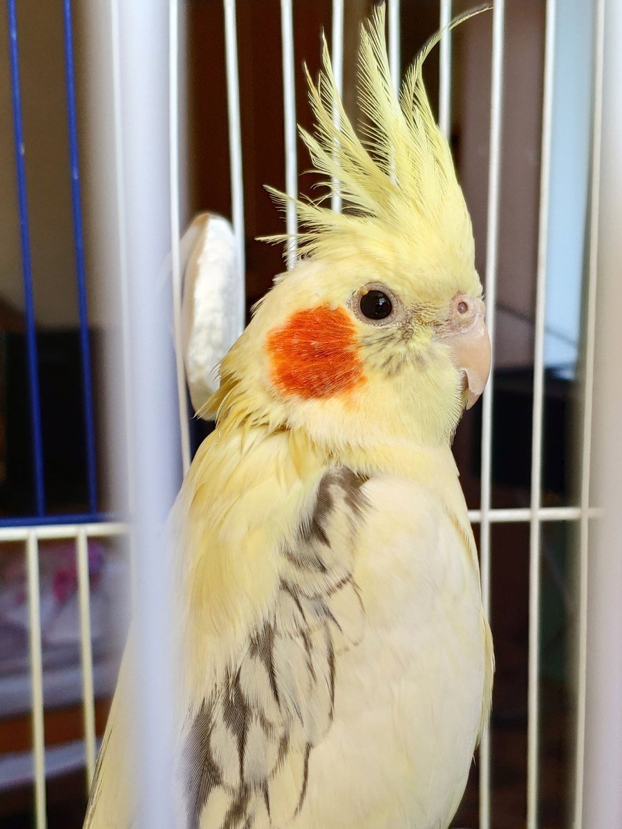 Корелла Аврора