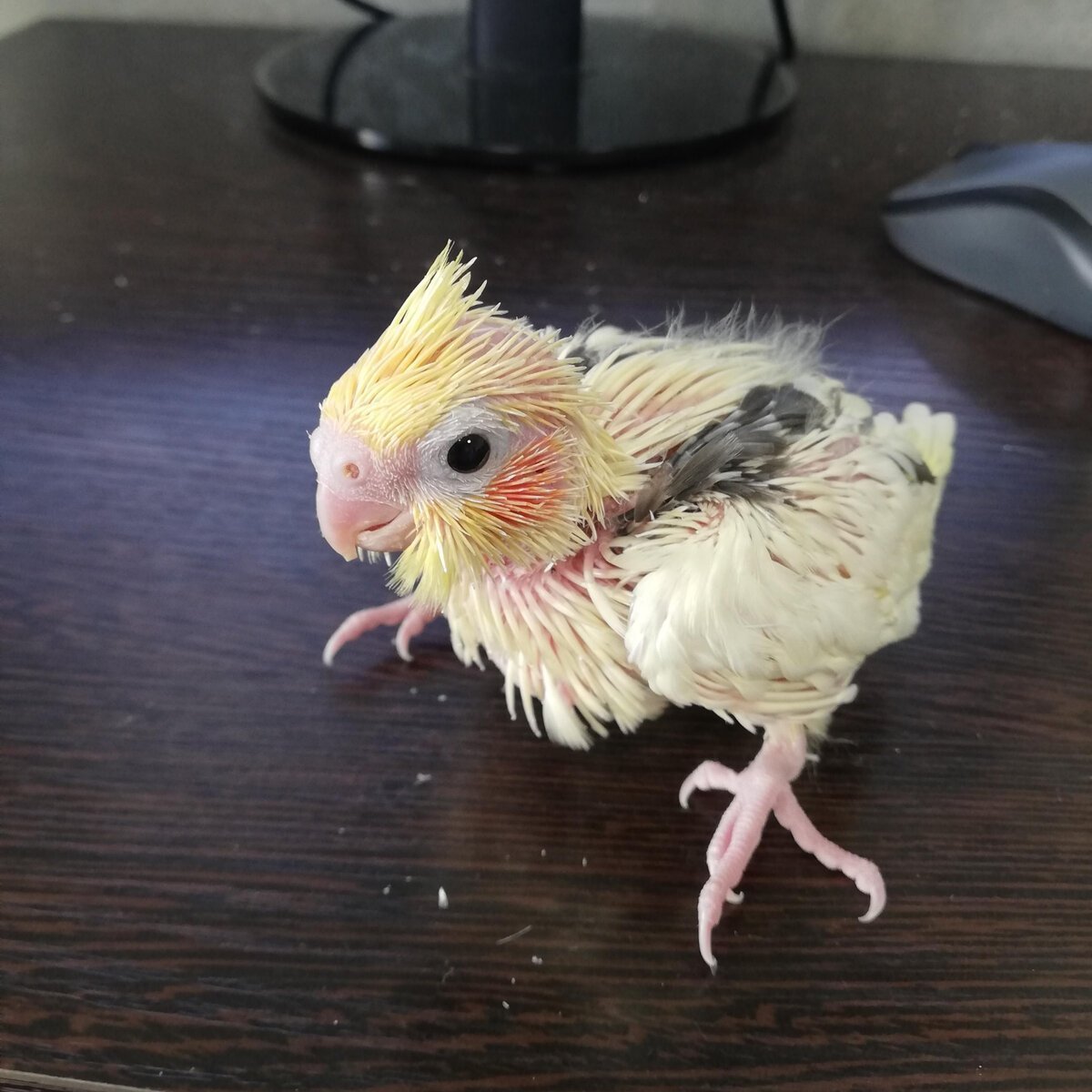 Корелла Ювенальная линька