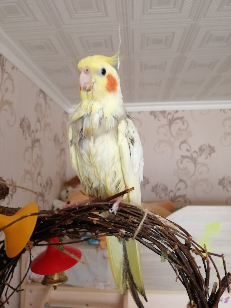 Кореда высиживает яйца