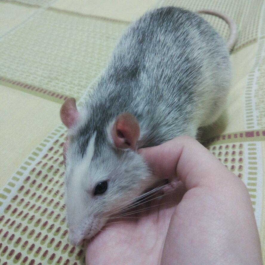 Крыса Дамбо капюшоновая