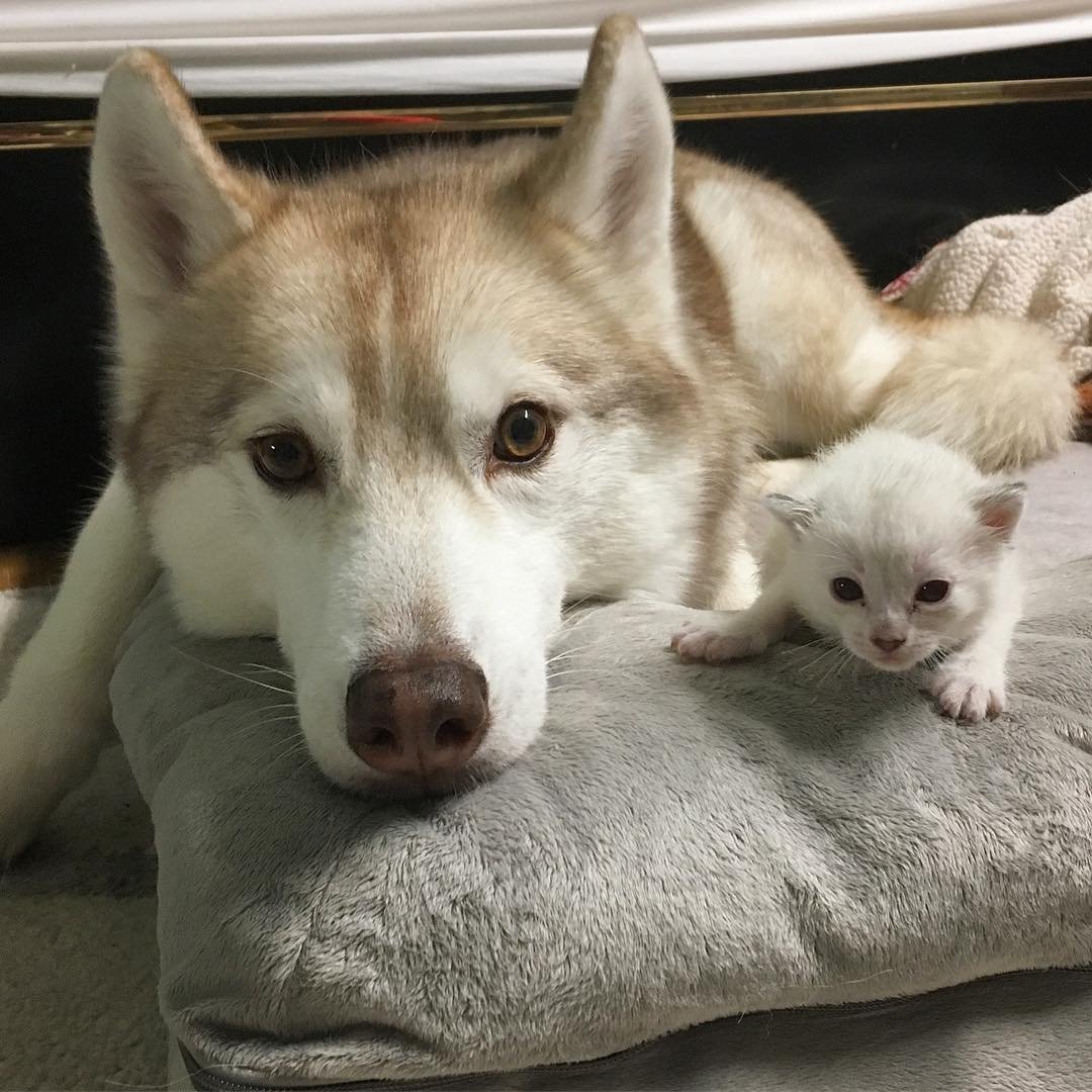 Хаски много собак