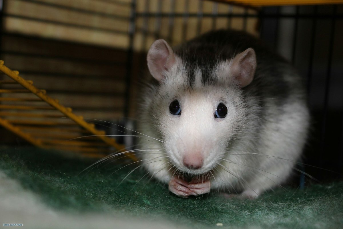 Крысята Дамбо рекс