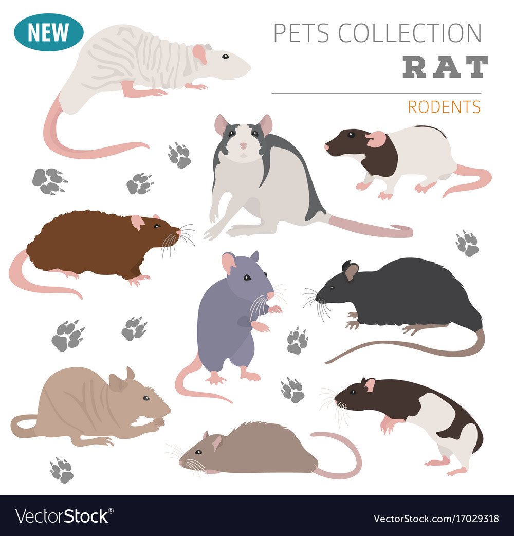 Капюшончатая крыса