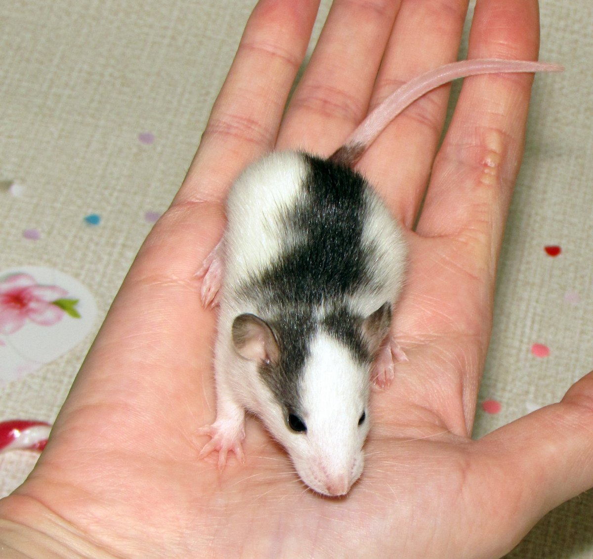 Крысята хаски