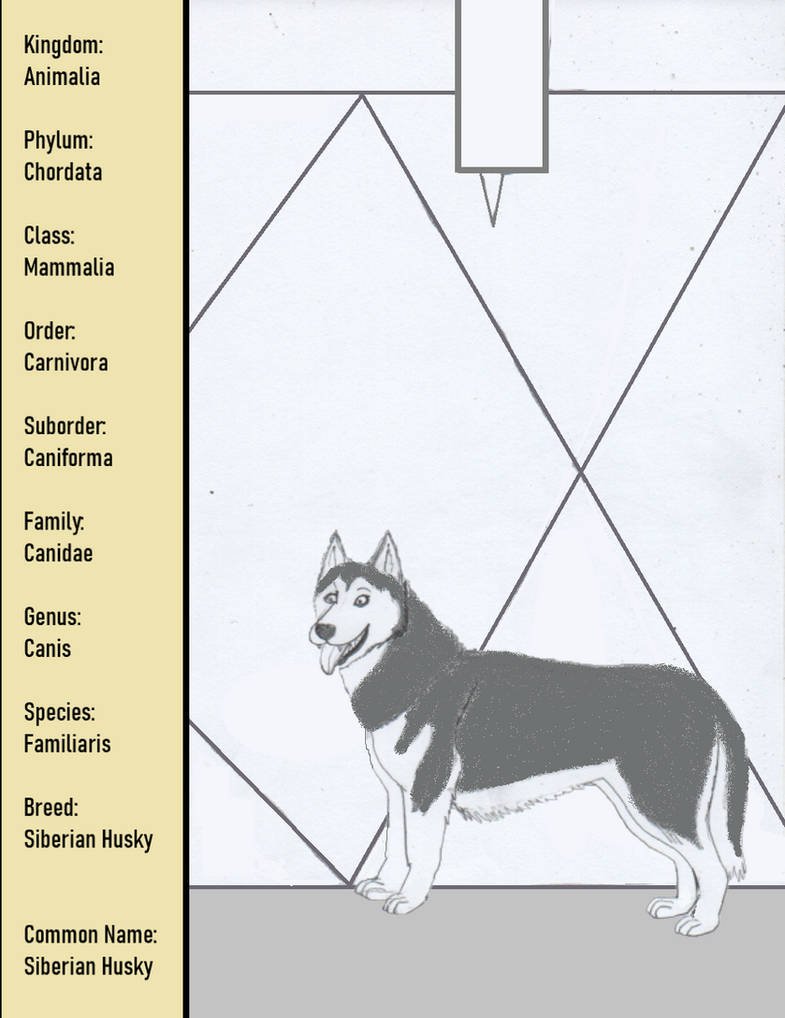 Крысята Дамбо хаски