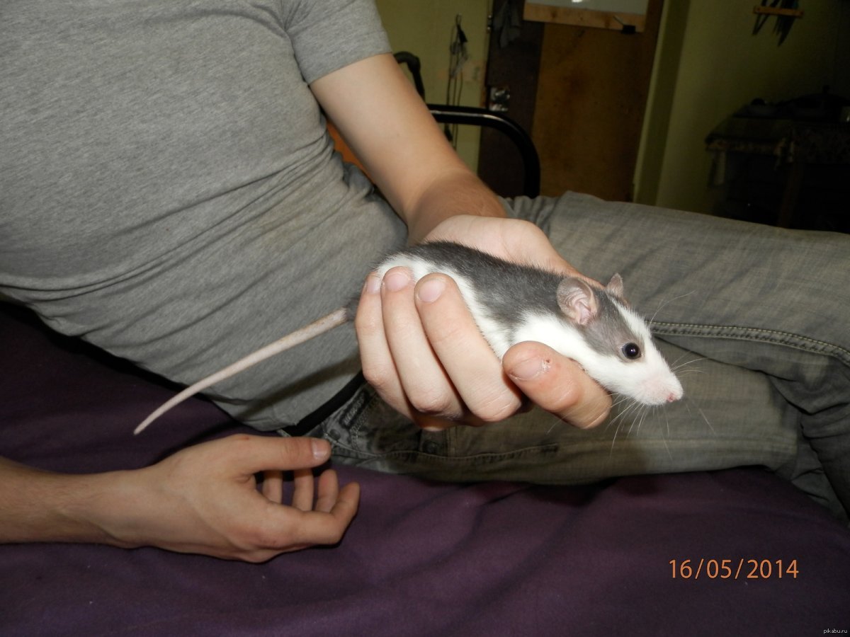 Крыса Дамбо хаски