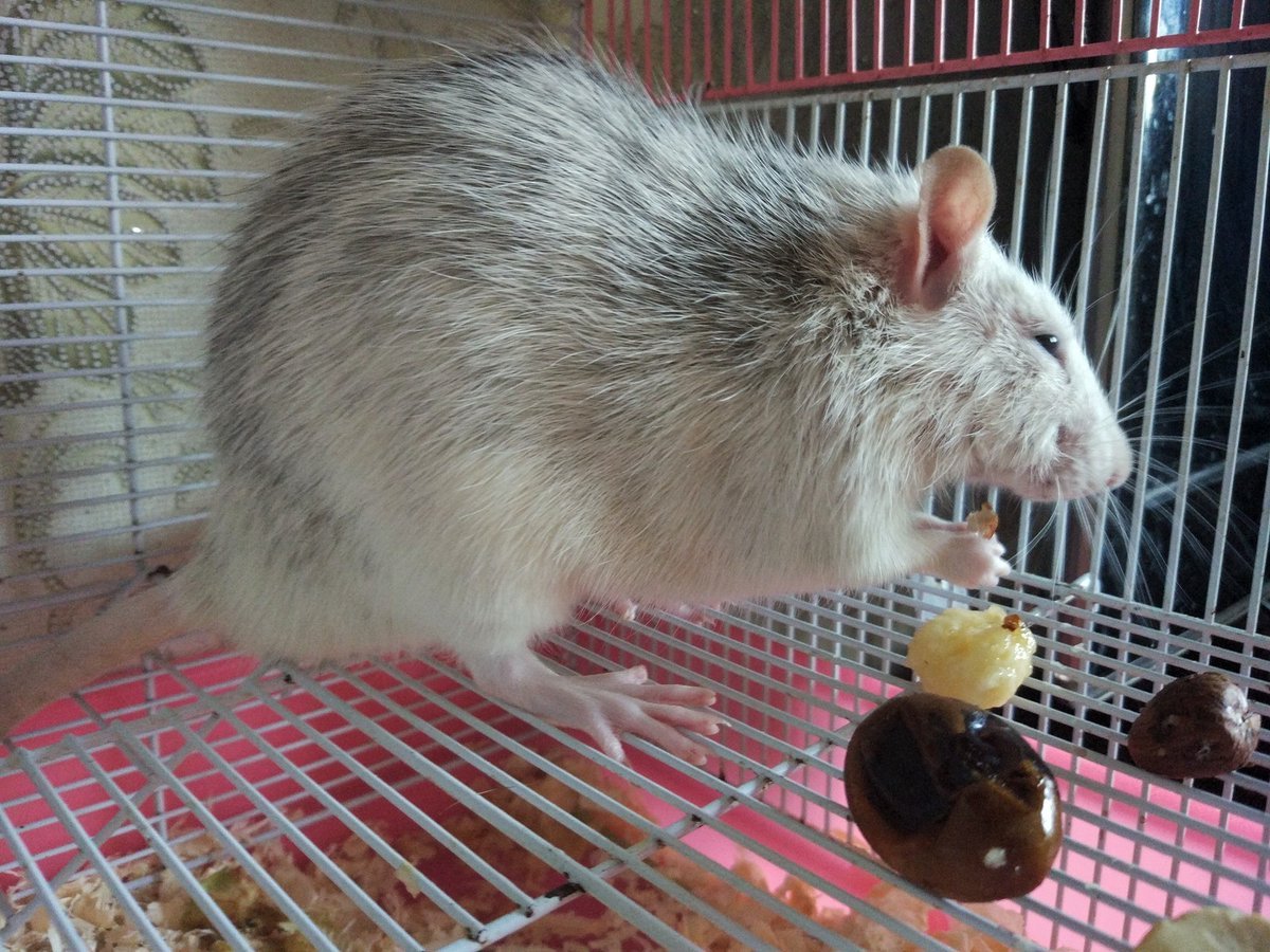 Крыса Дамбо хаски