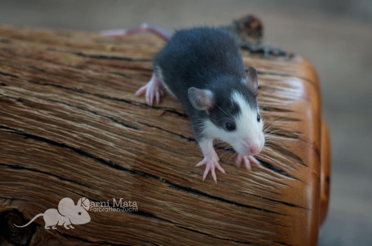 Крысята породы хаски