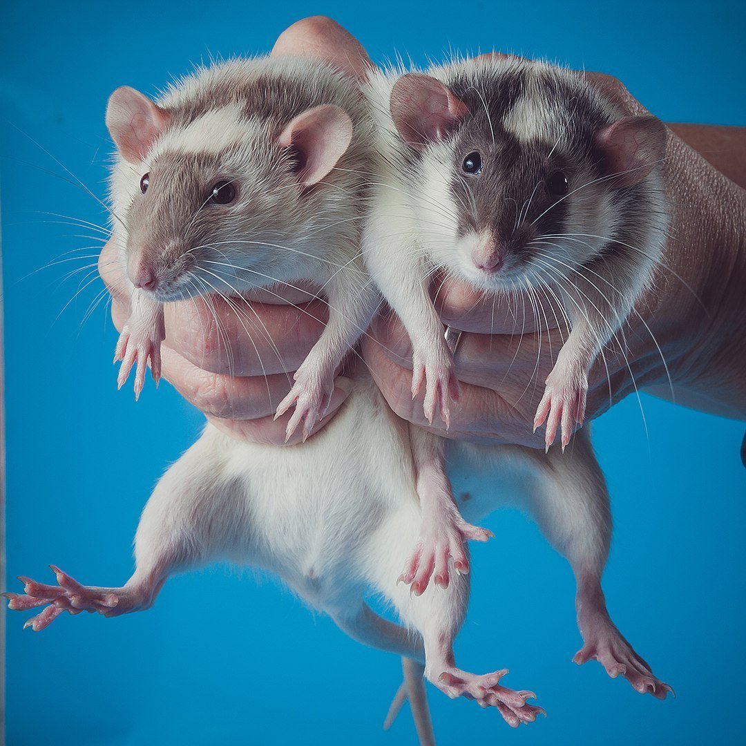 Пара крысок