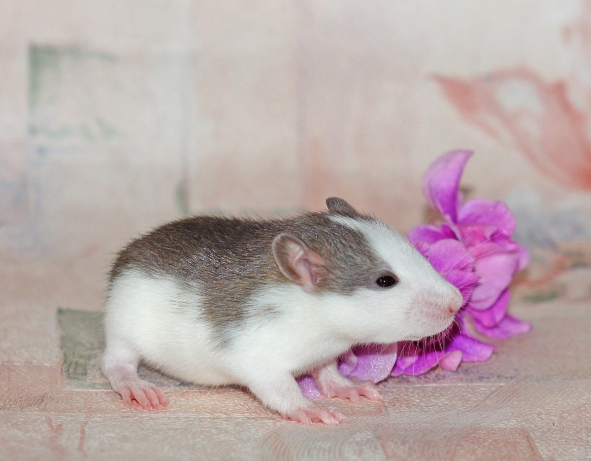Крысы породы хаски