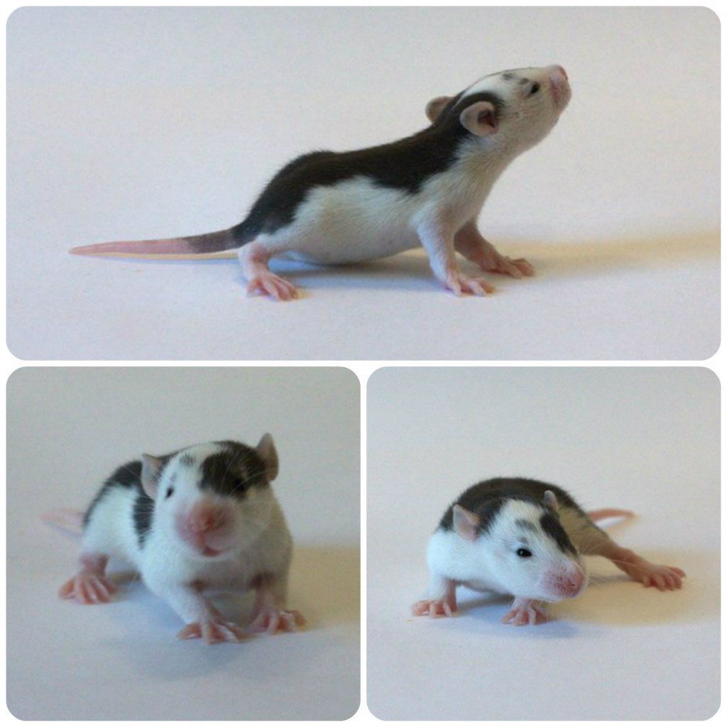 Дамбо хаски с голубым