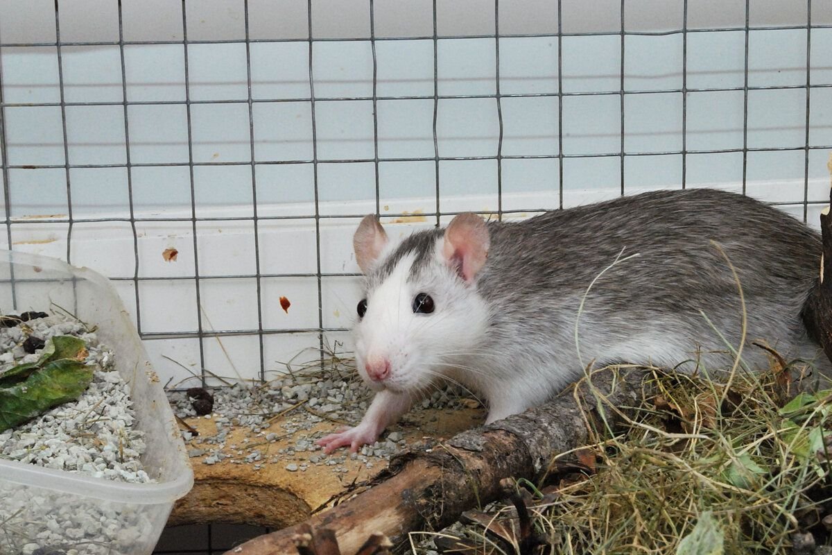 Крыса Дамбо черная