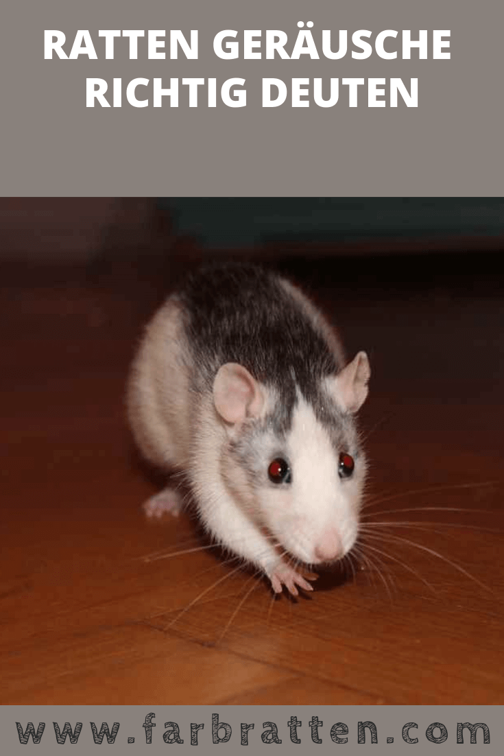 Декоративные крысы Дамбо хаски