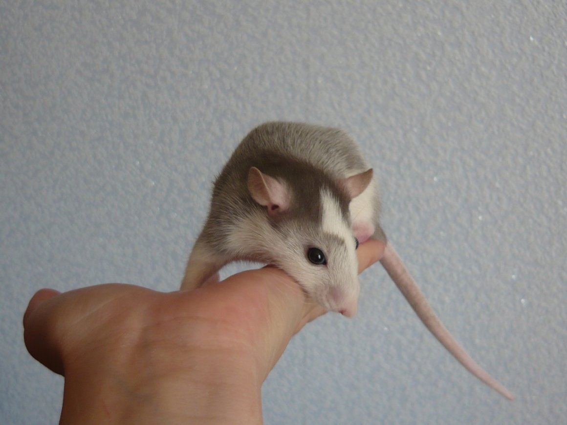Крыса Дамбо хаски