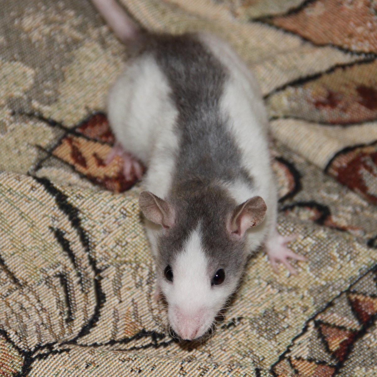 Крыса Дамбо Манкс