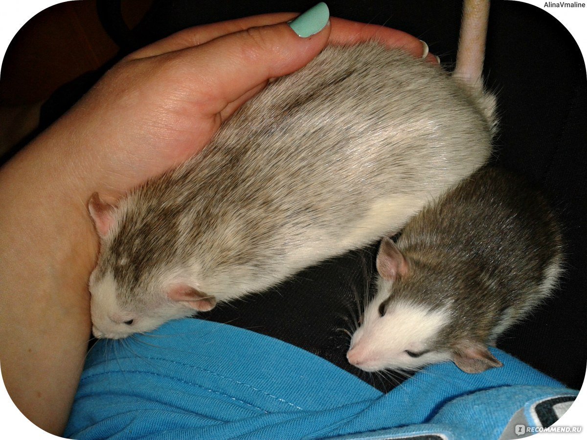 Крыса Дамбо хаски