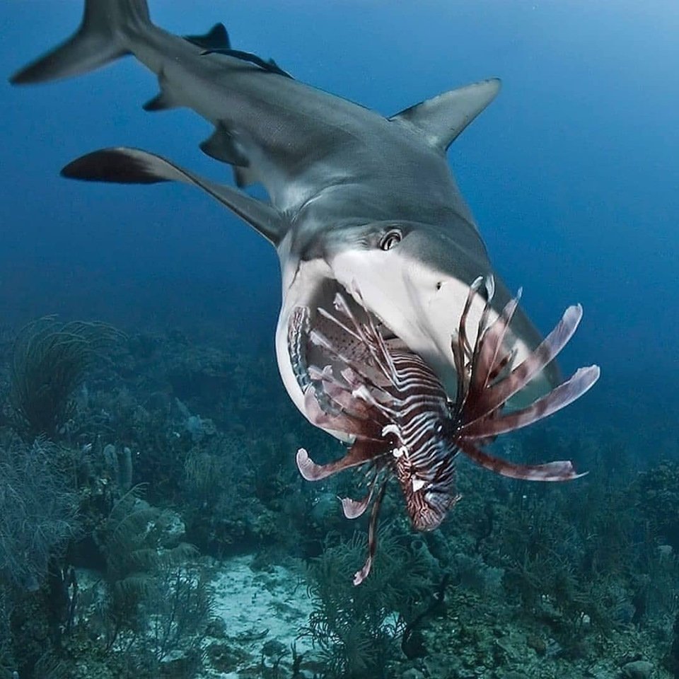 Краснозубый спинорог рыба