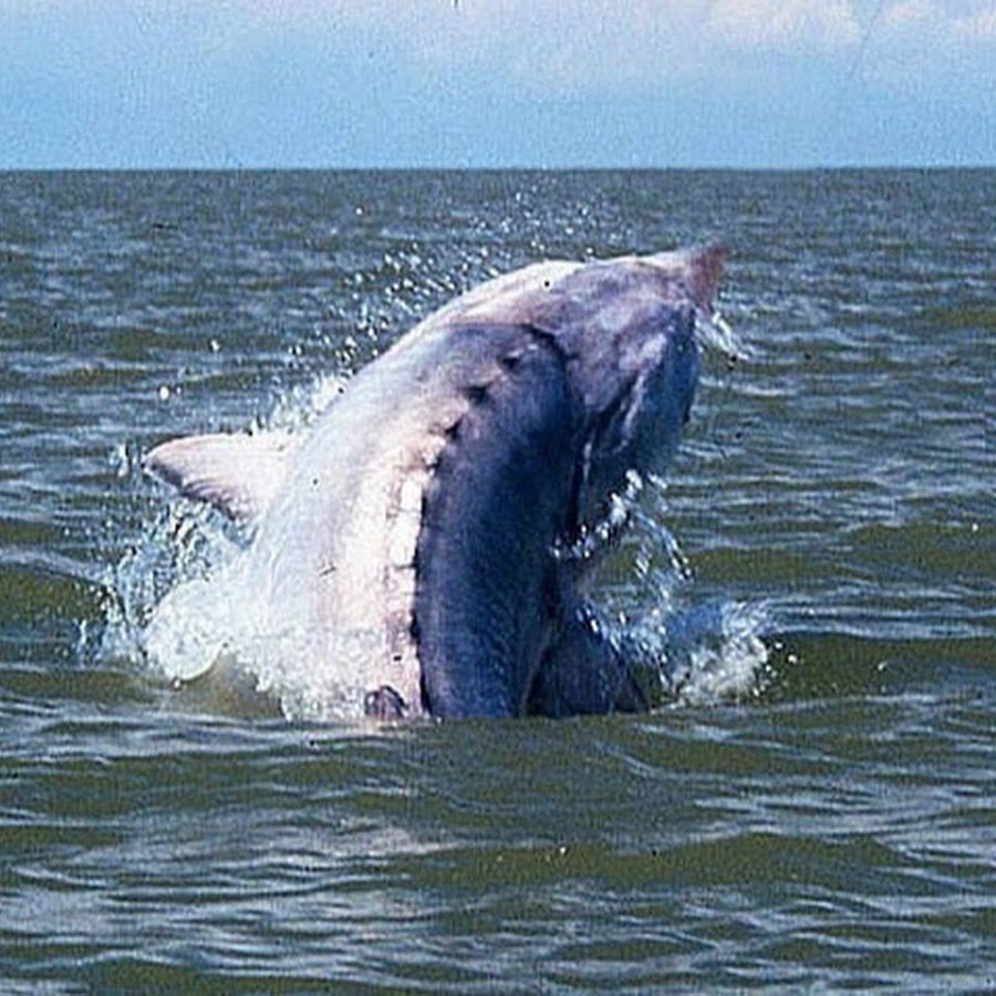 Скорпена рыба