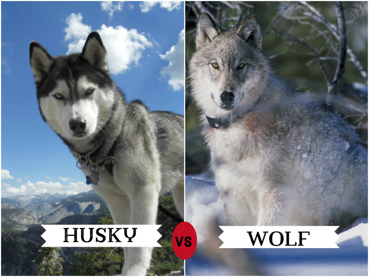 Как отличить волка