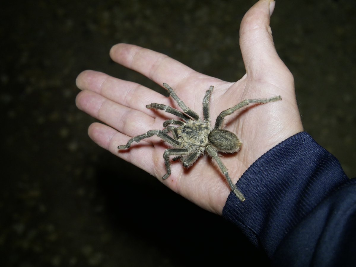 Паук Тарантул Крымский