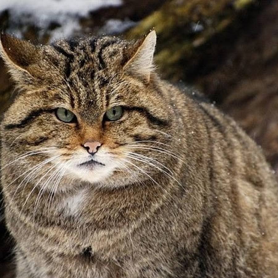 Тигр леопард и снежный Барс