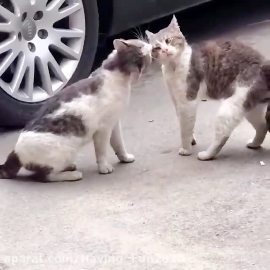 Манул Степной отшельник