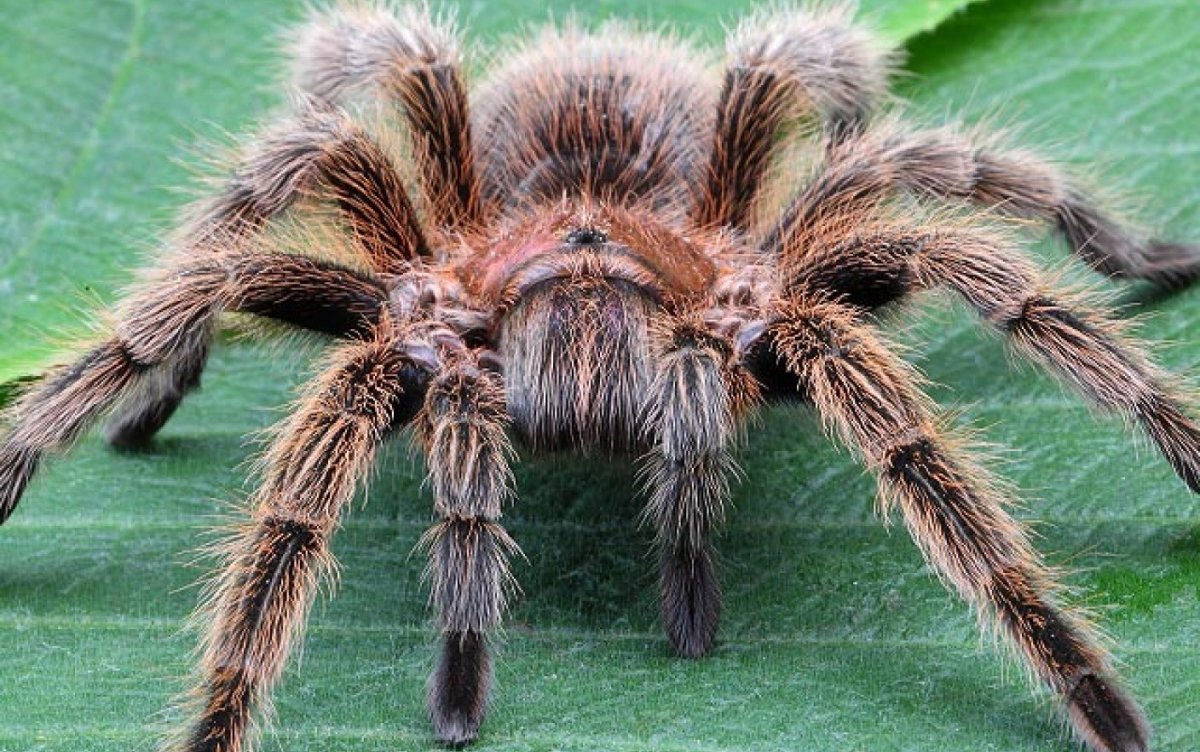 Ирландские пауки