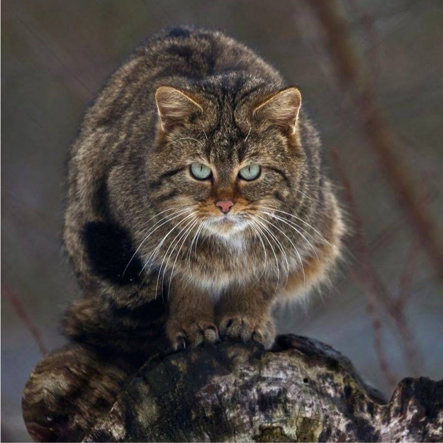 Снежный Барс на памире