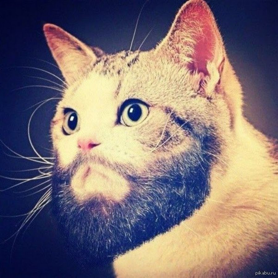 Песчаные кошки (барханный кот)