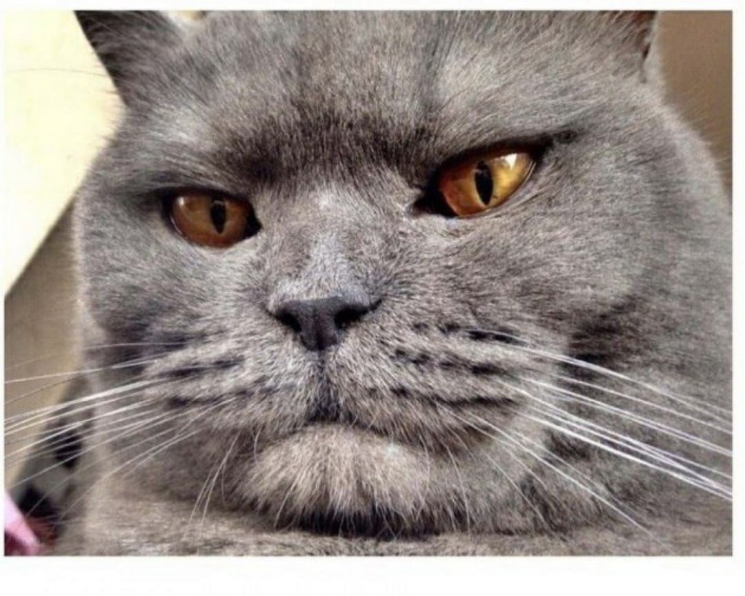 Кот Манул фото