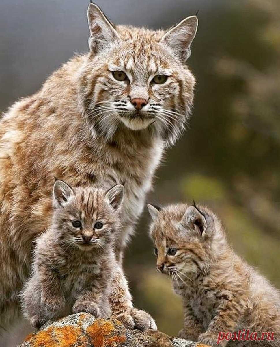 Сервал Саванна ф1