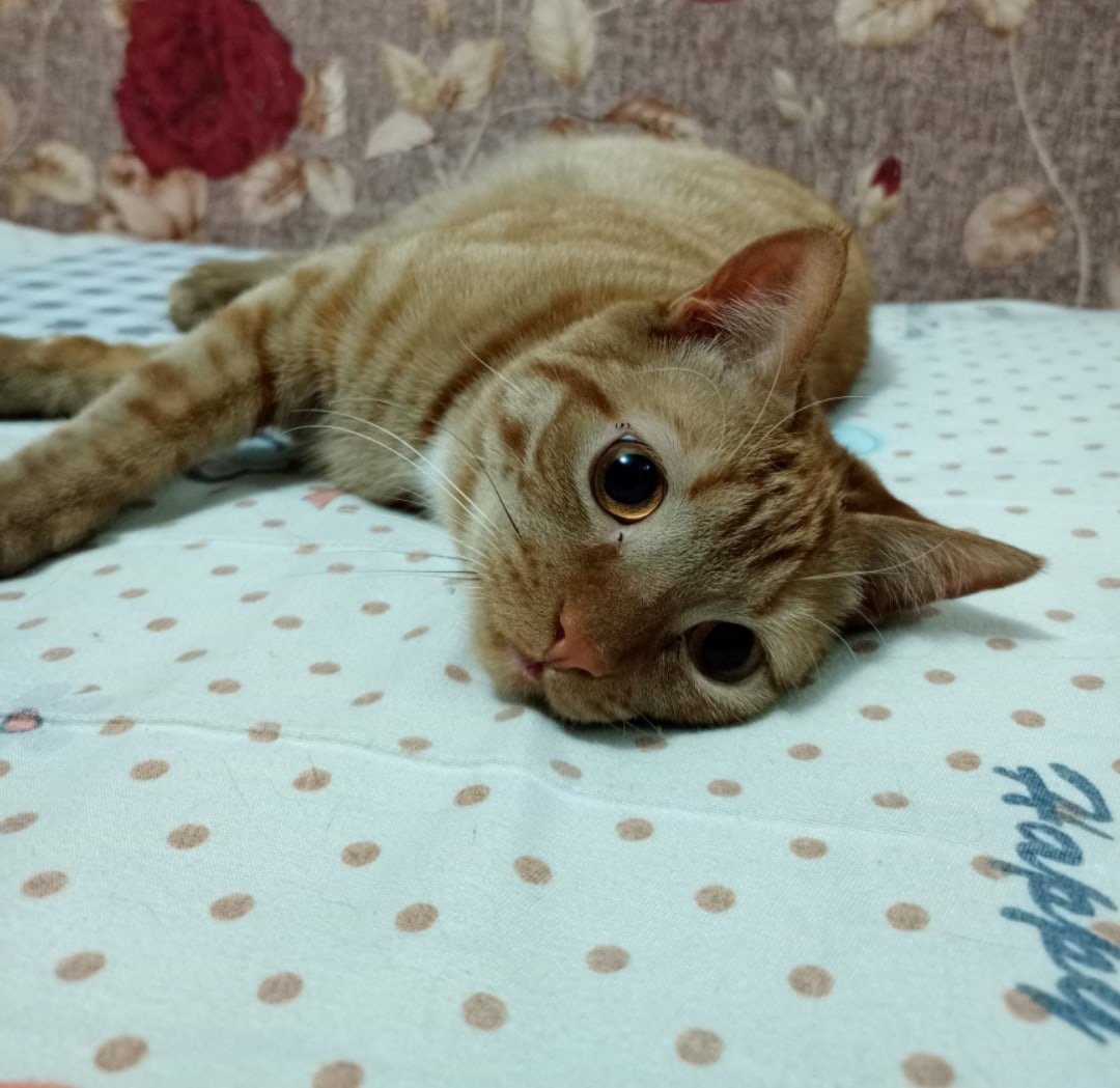 Карл Брендерс снежный Барс