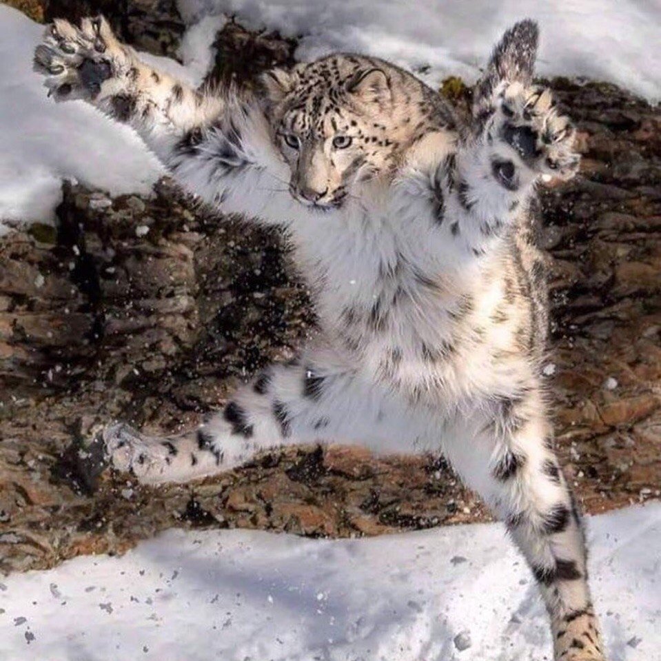 Животный мир Дагестана