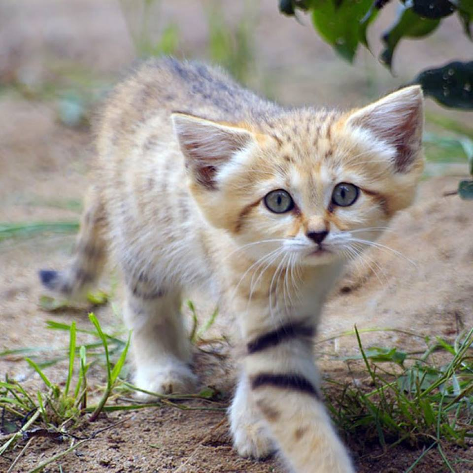 Котяра британец