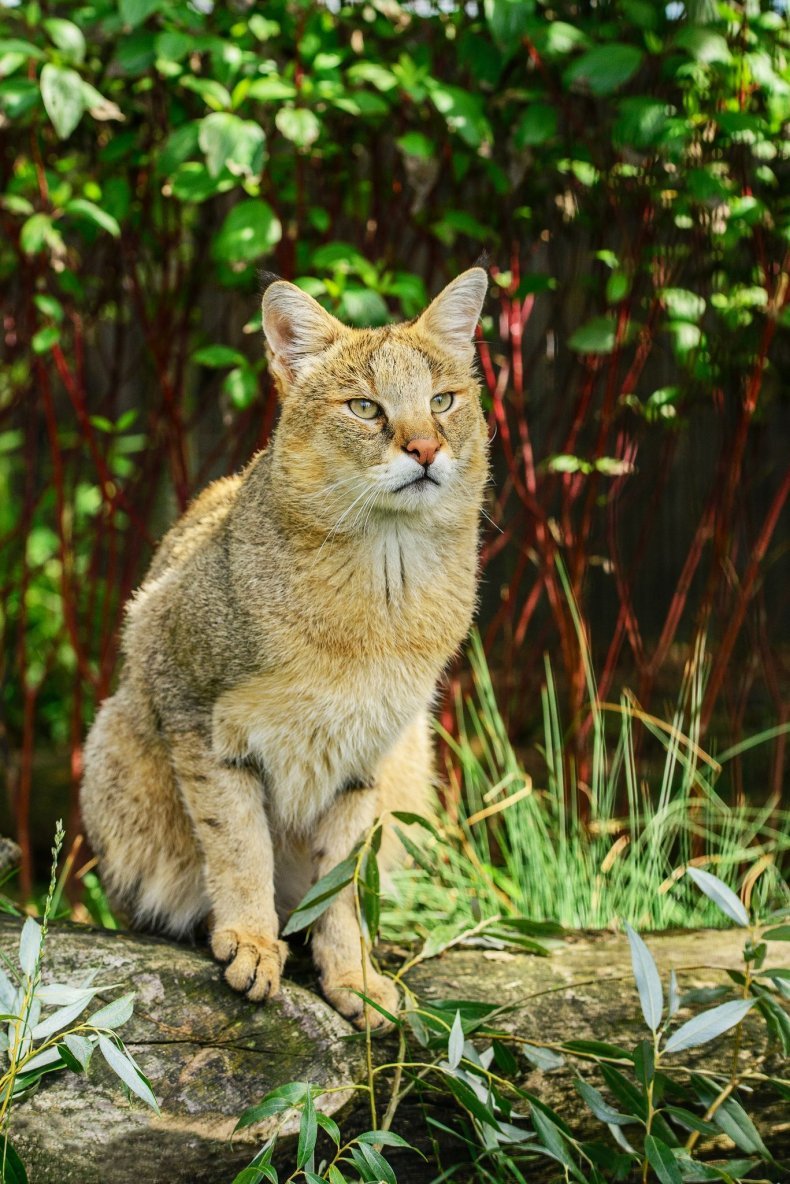 Манул Забайкальский дикий кот
