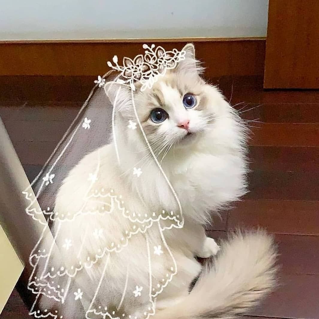 Кот Манул Московский зоопарк