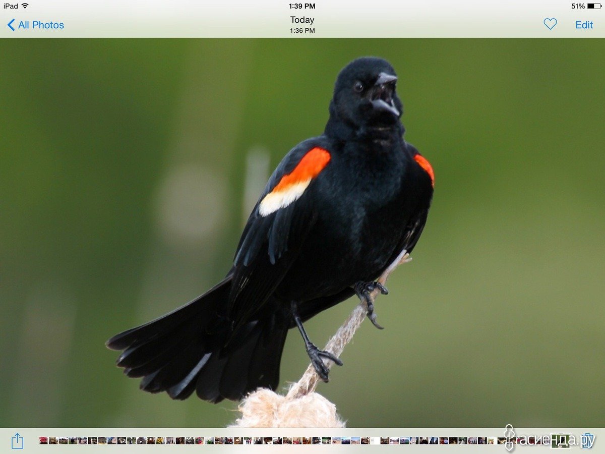 Красно черная птица