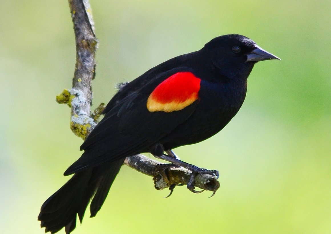 Red Winged Blackbird