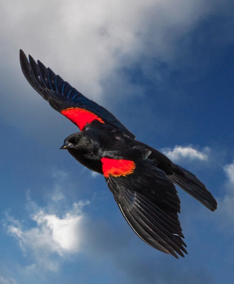 Алая танагра