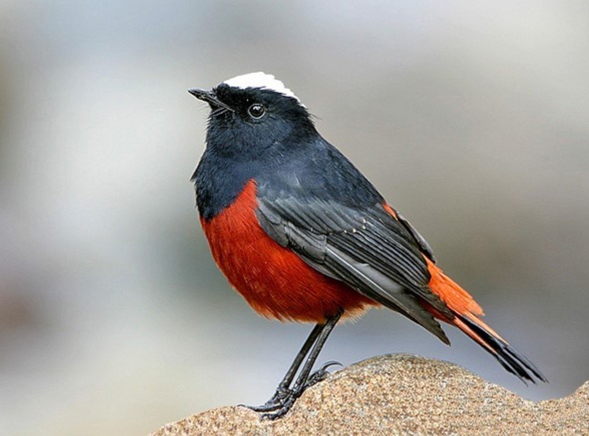 Красногрудая горихвостка