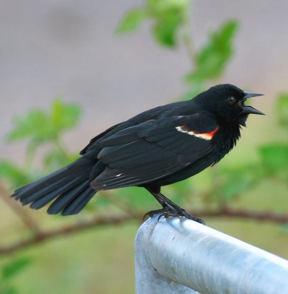 Черные птицы в СПБ