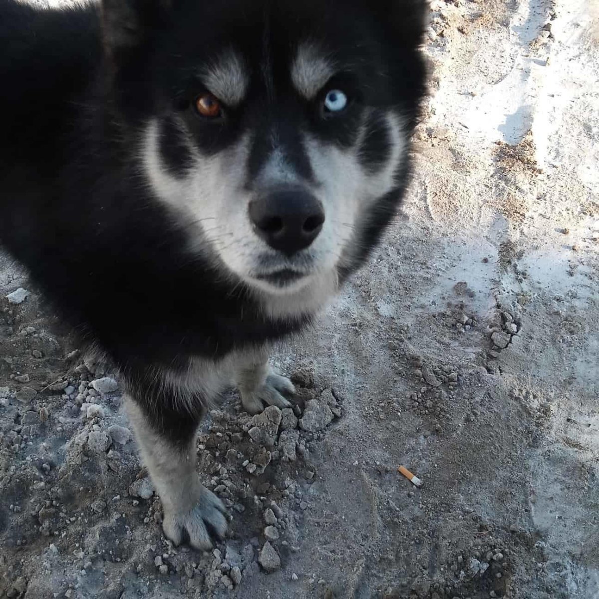 Метис хаски алабай