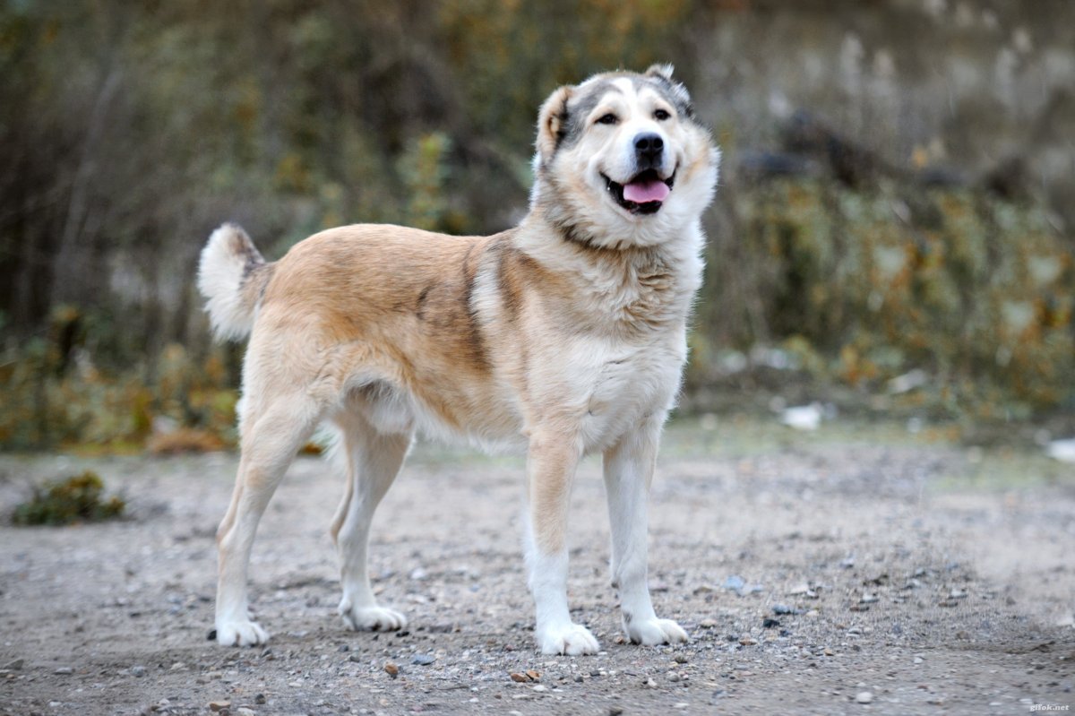 Метис хаски алабай