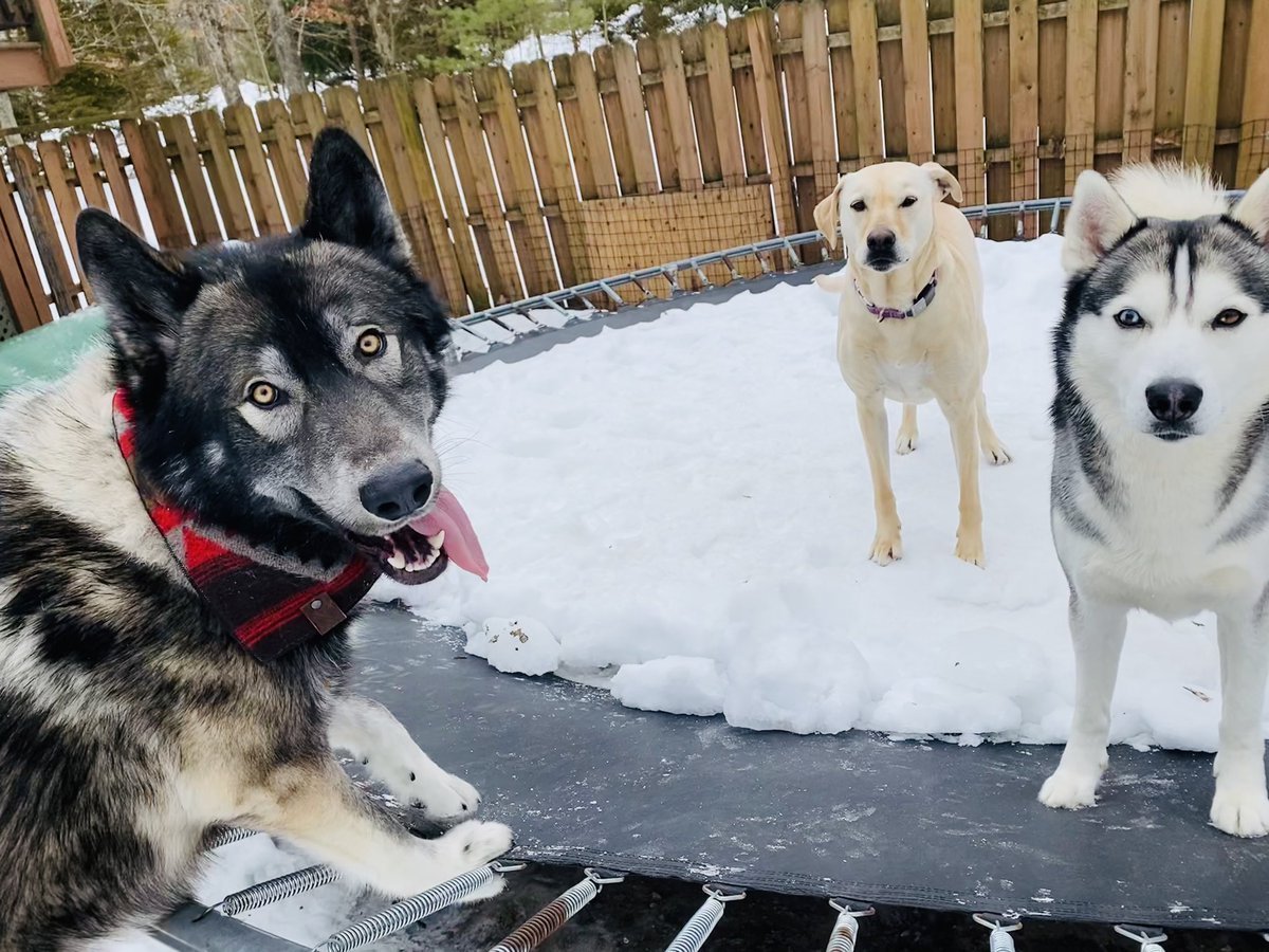 Метис хаски и алабая