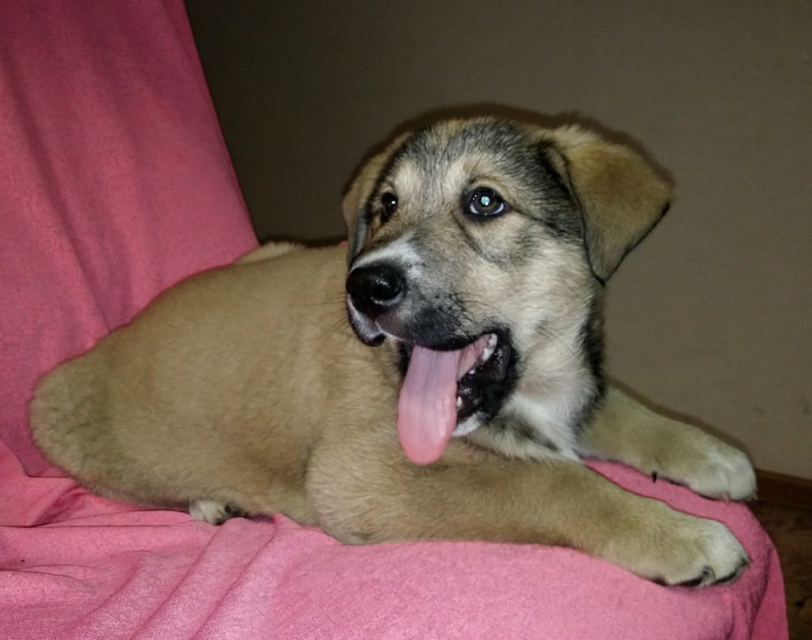 Кавказский алабай щенок