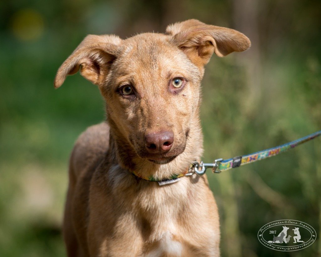 Красивые метисы собак