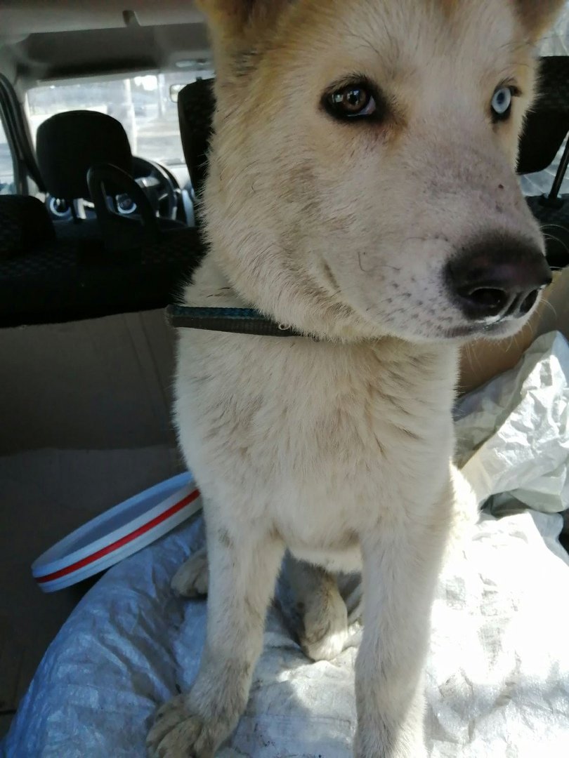 Метис хаски и алабая